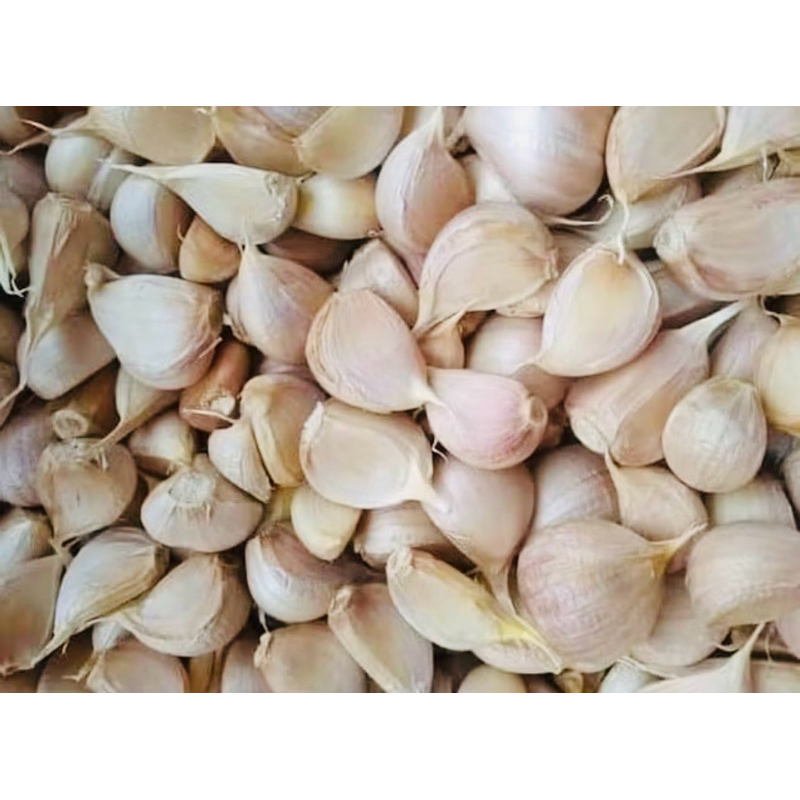 

bawang putih kating 100gram