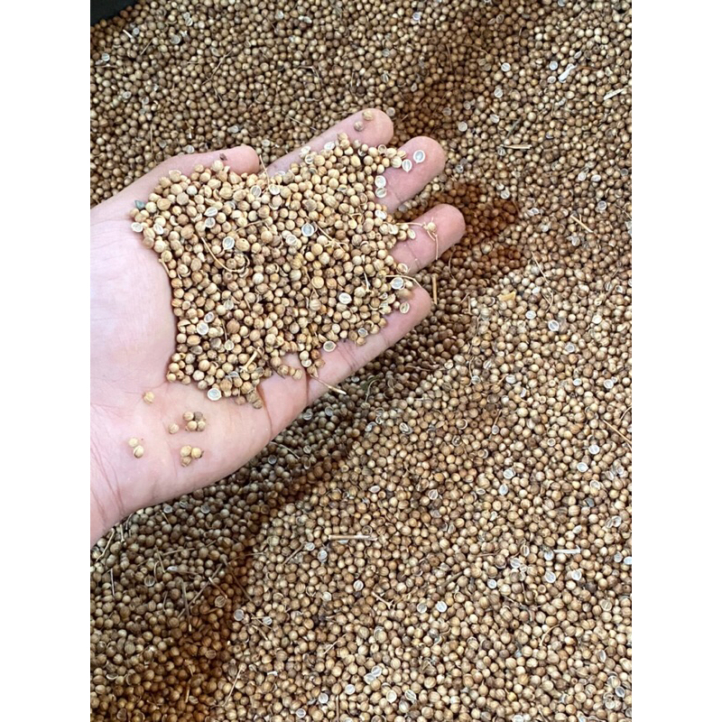 

ketumbar ori/ ketumbar hitam asli/ biji ketumbar asli