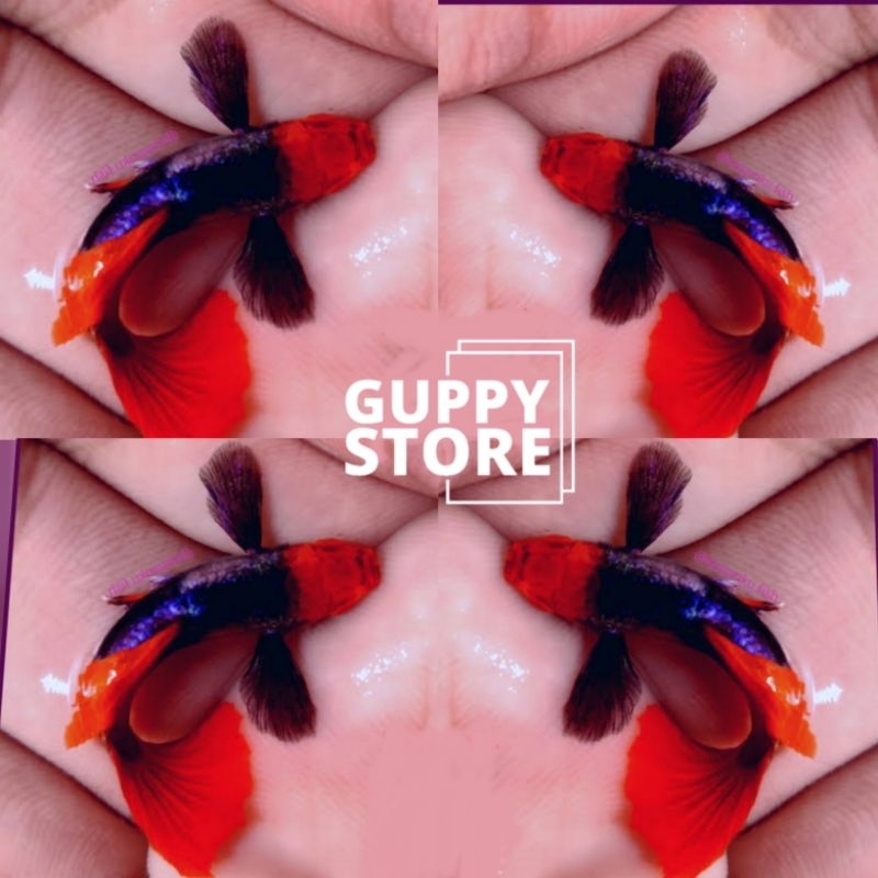 

KARDUS EXTRA TUX€DO KOI