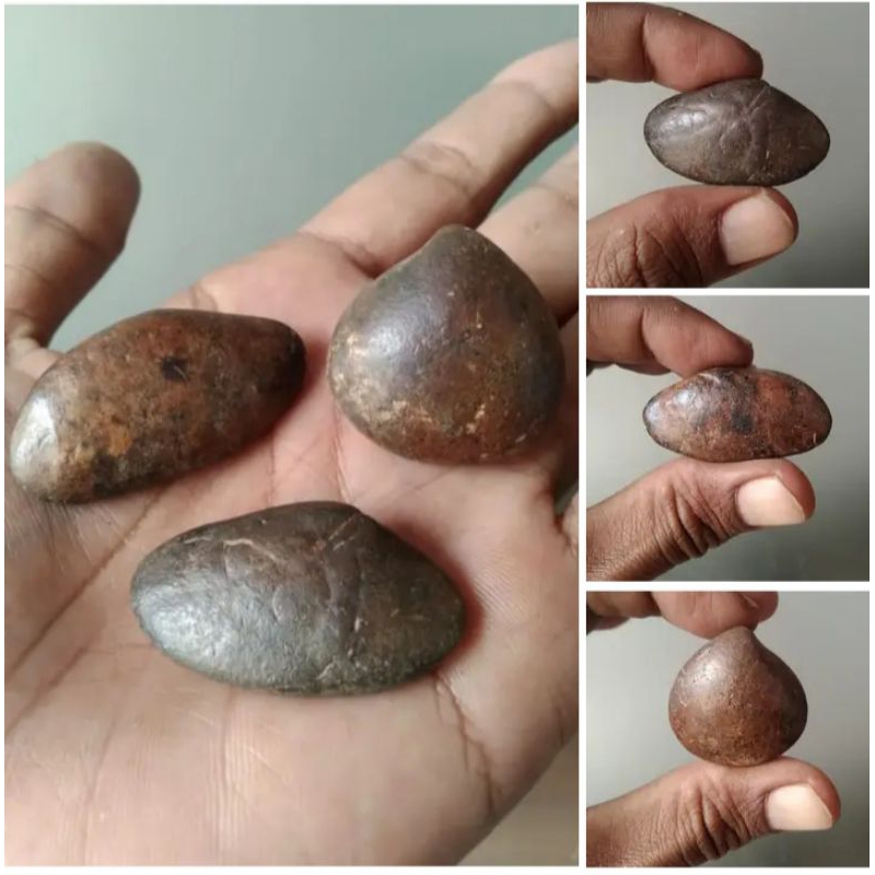 kijing bungkem natural alam