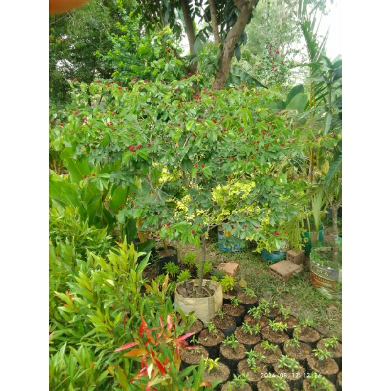 macam - macam bunga hias