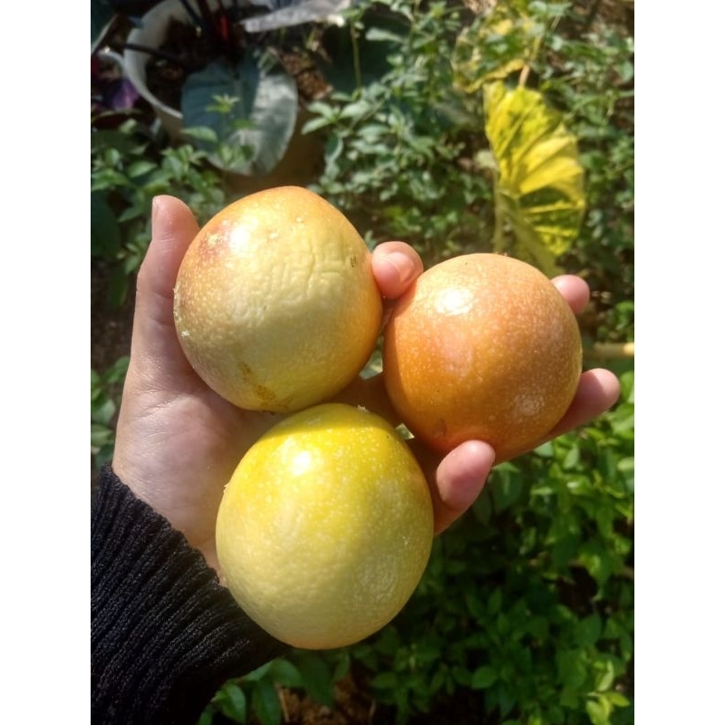 

markisa madu super manis