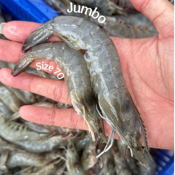 

Udang Segar Vaname 1kg Frozen / Udang Beku Segar