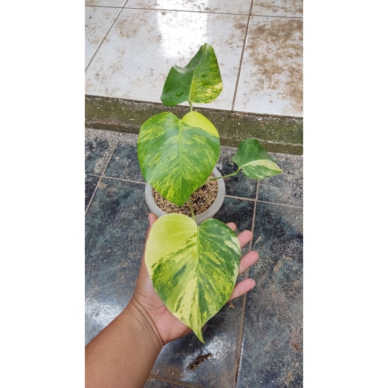 monstera marmorata varigata / monstera varigata yellow / monstera varigata aurea yellow