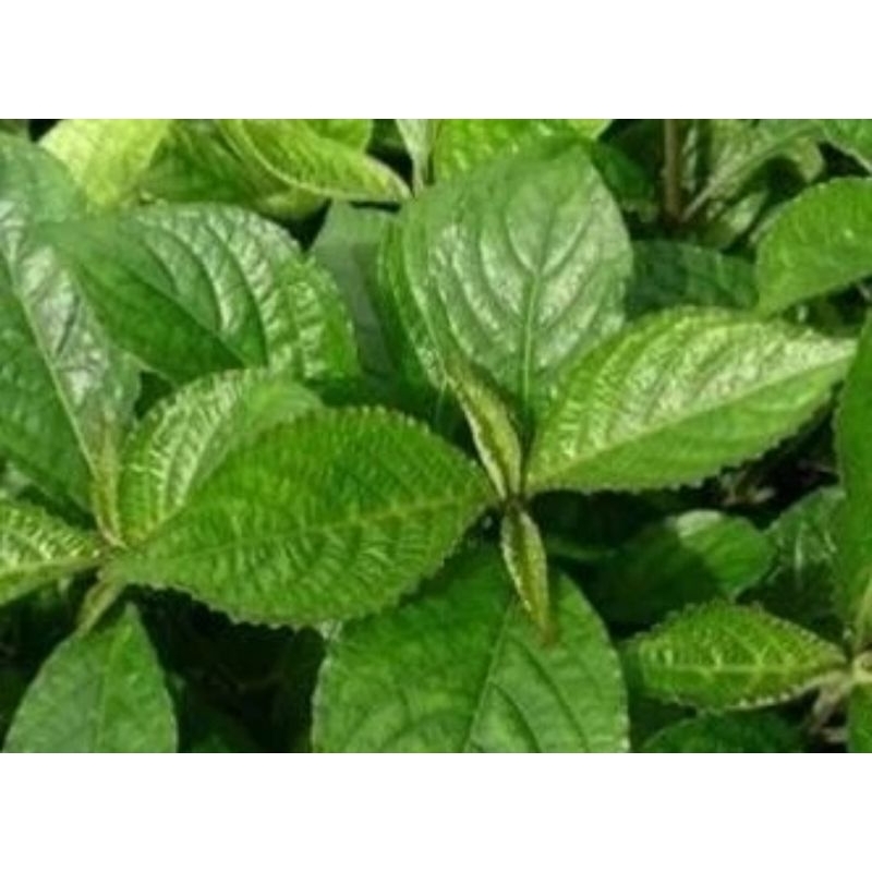 

Daun keji beling herbal segar 100 gram