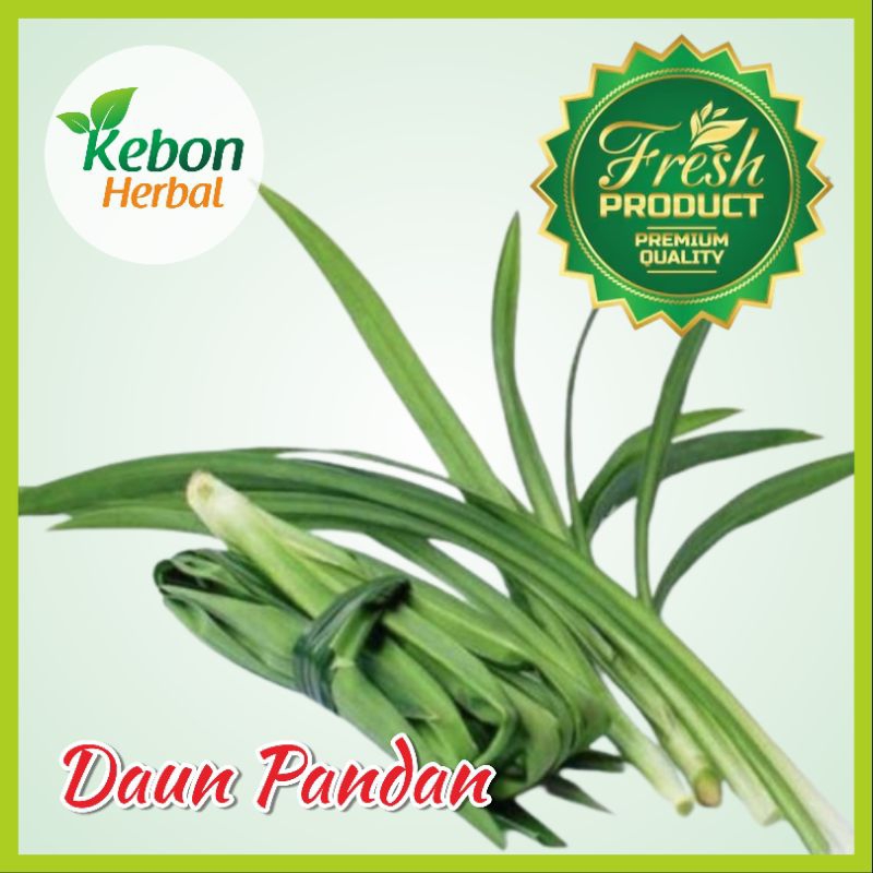 

DAUN PANDAN 100% MASIH FRESH | DIPETIK LANGSUNG SAAT ADA PESANAN MASUK