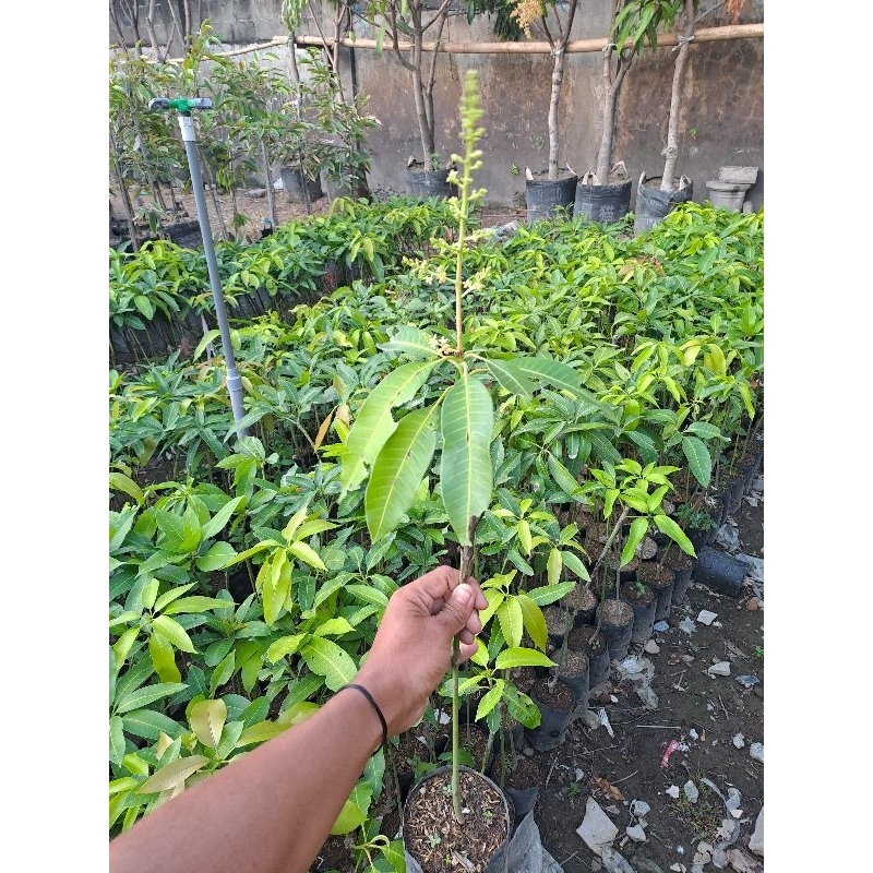 Mangga HARUM MANIS BUNGA mangga GADUNG SUPER BUNGA                     (BISACOD)