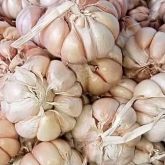 

Bawang Putih Lokal 500gr - 1Kg