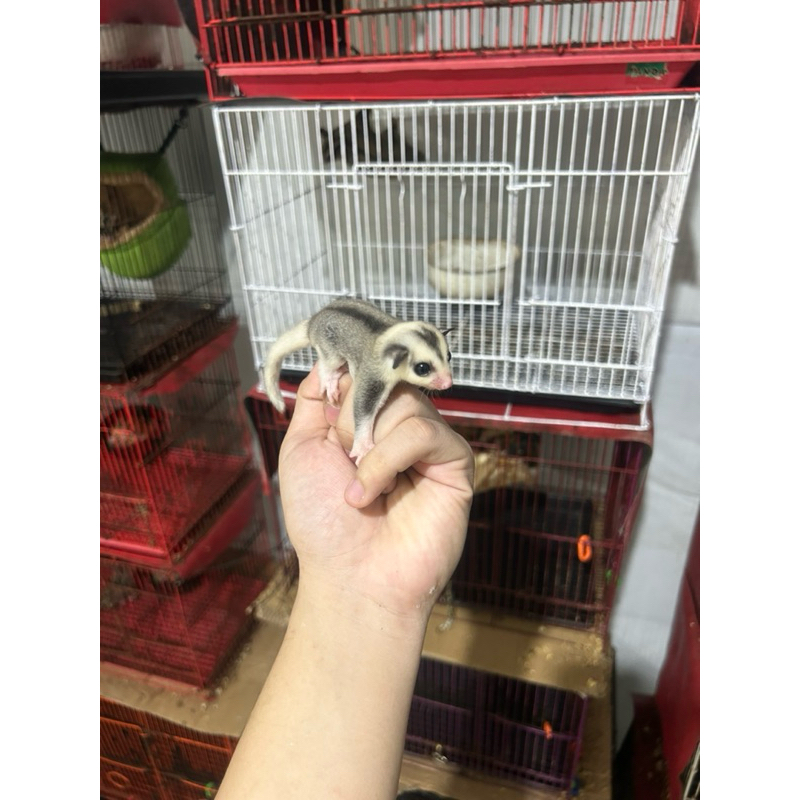 Sugar Glider Joey Moza / Mozaik / Mosaic Jantan