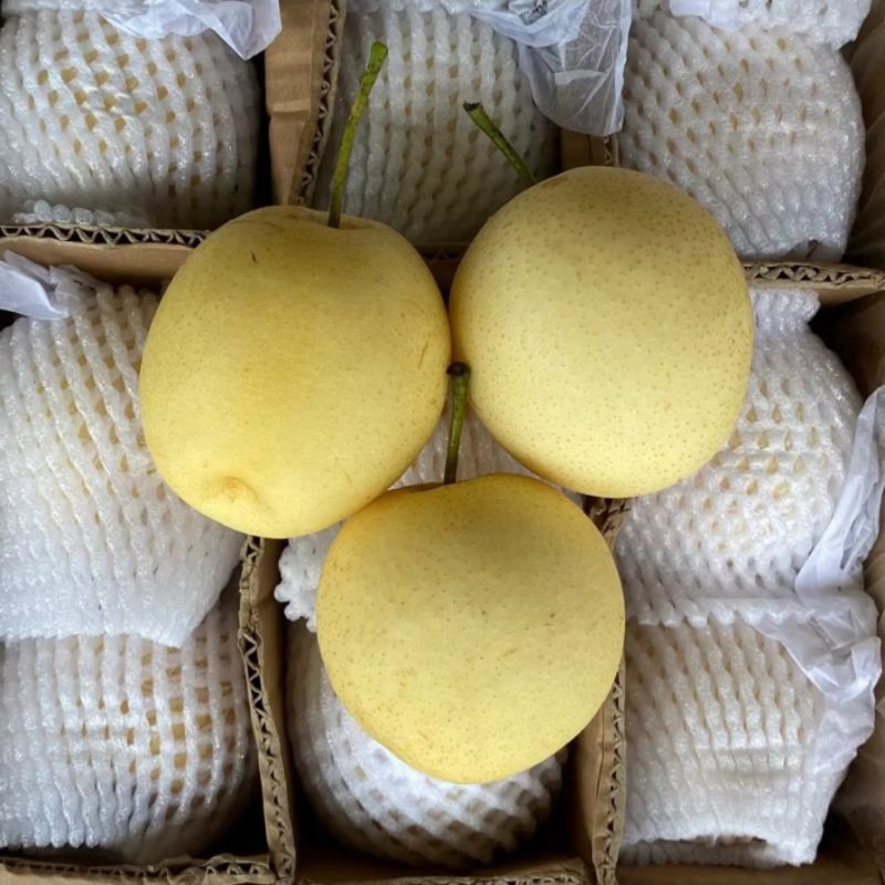 

buah pear century 1kg