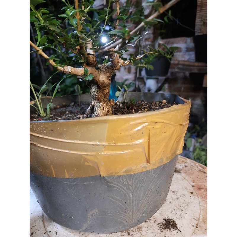 Bonsai Sancang Mame Prospek
