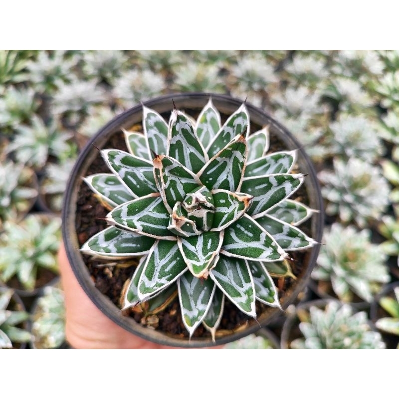 agave victoria hymesonyuki