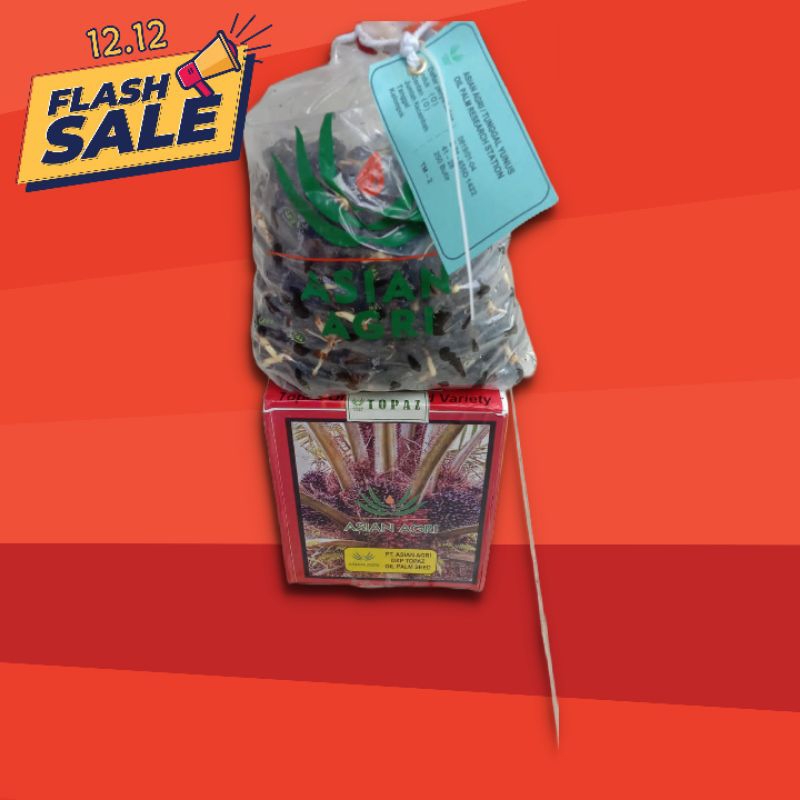 kecambah benih kelapa sawit DxP Topaz asian agri
