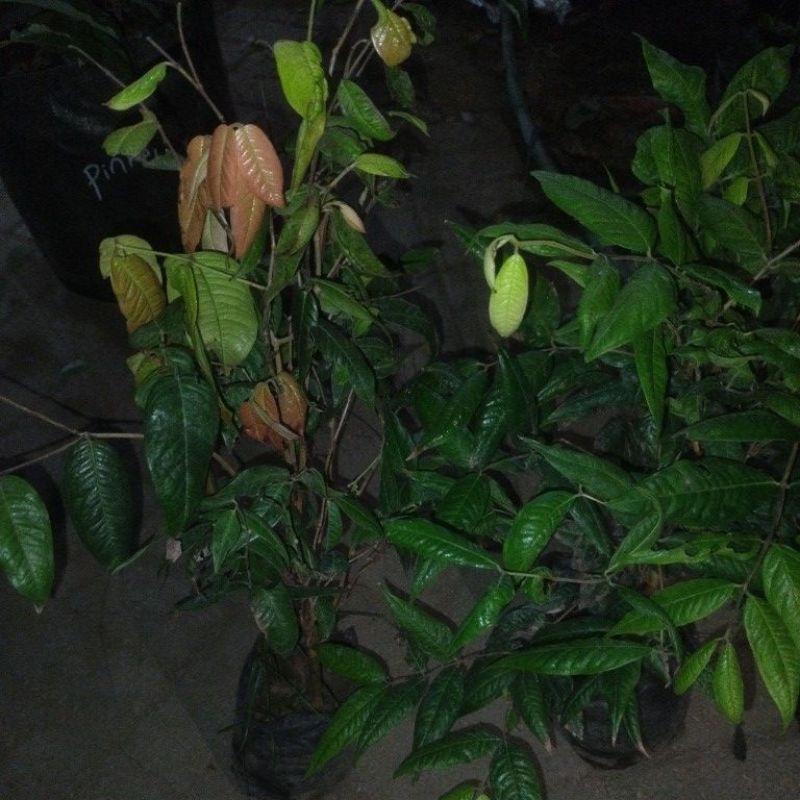 bibit White Jaboticaba