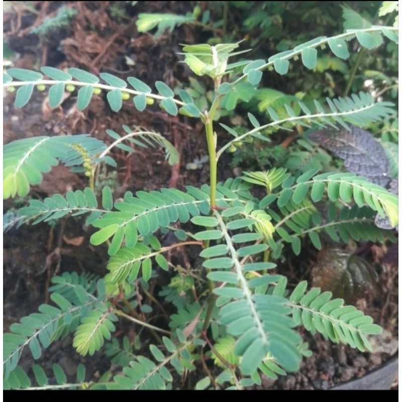 

Daun meniran segar herbal 100 gram