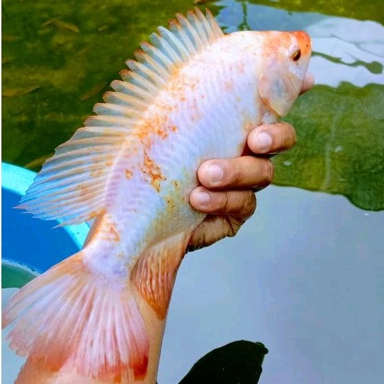 Paket indukan ikan nila bangkok ukuran 4 -5 jari
