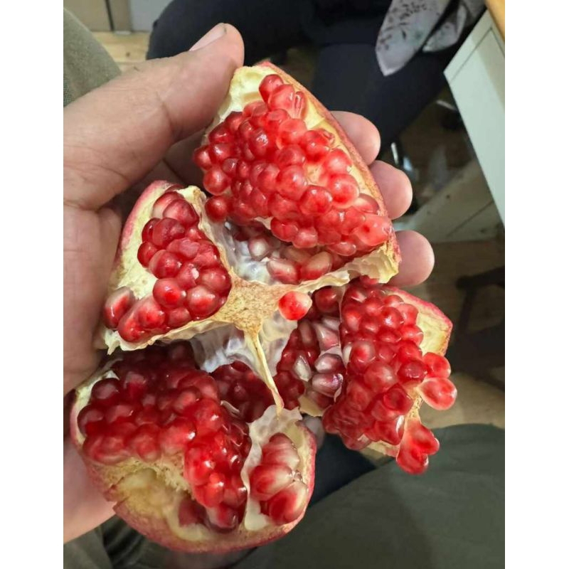 

DELIMA MERAH BANYAK KHASIAT HARGA PER KILO