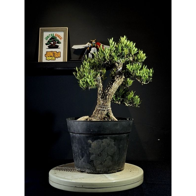 Bonsai boxus batang besar siap pajang