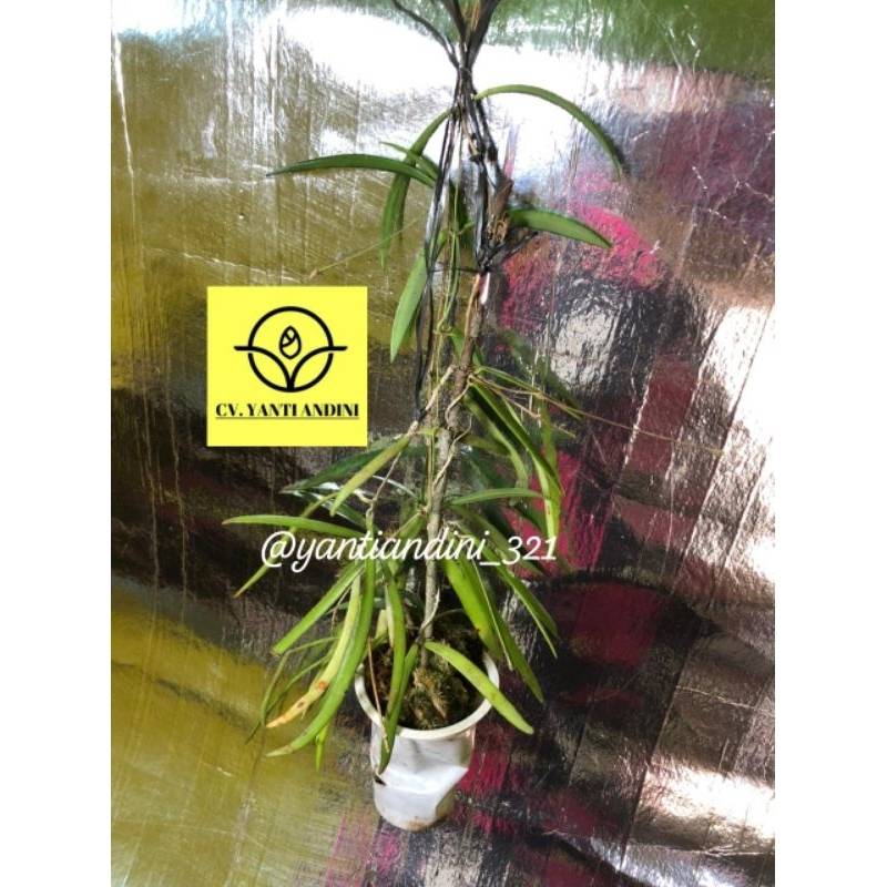 Hoya Sp. Aff. Acicularis