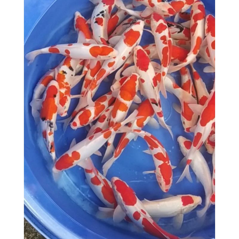 bibit koi kohaku size 10up gret B