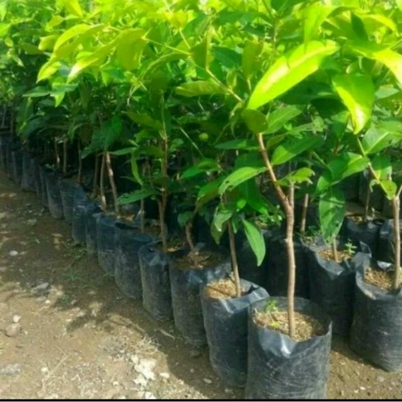 Bibit Jambu Cincalo Tebu Asli