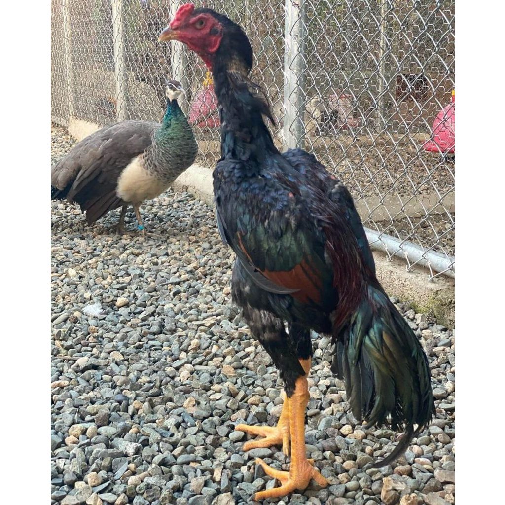 Telur Ayam Bangkok Untuk Ditetaskan Fertil