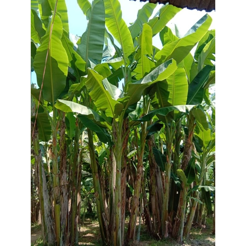 

Daun pisang batu/klutuk satu papah