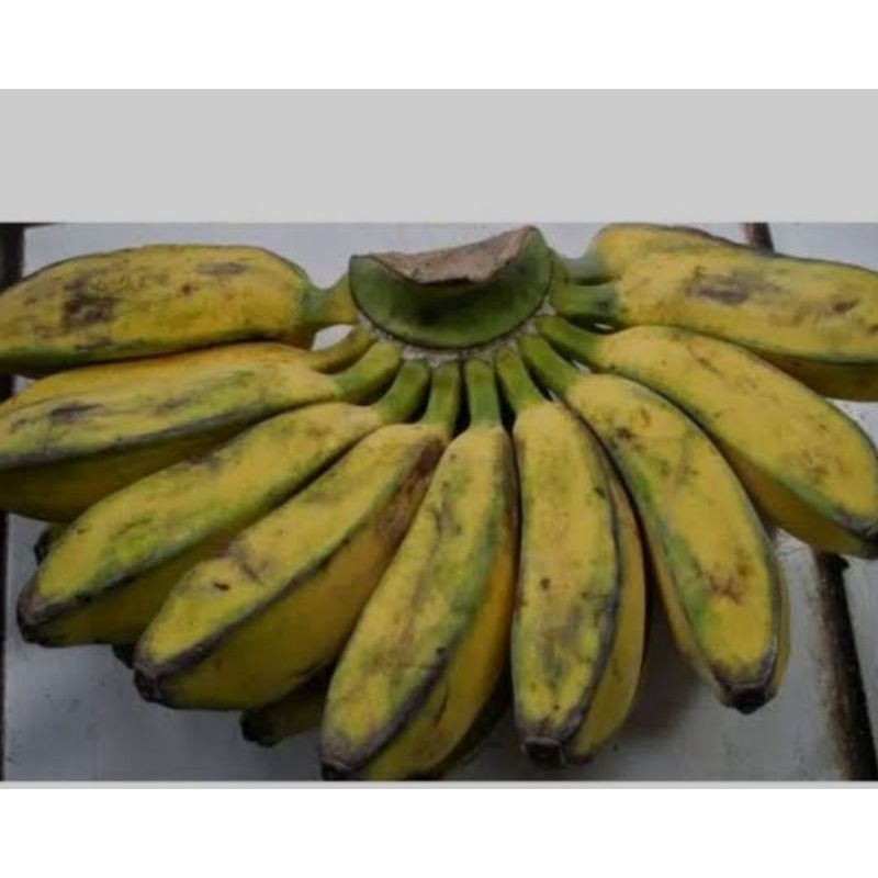 

Pisang Kepok Segar Manis Buah Buahan Bandung.