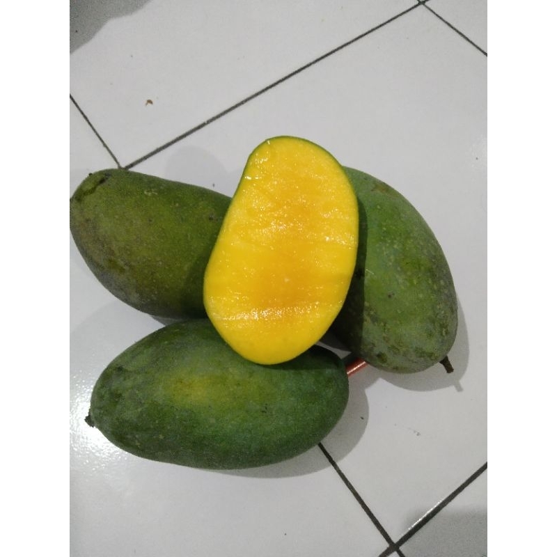 

1 kg mangga gadung tua/mengkal masak pohon