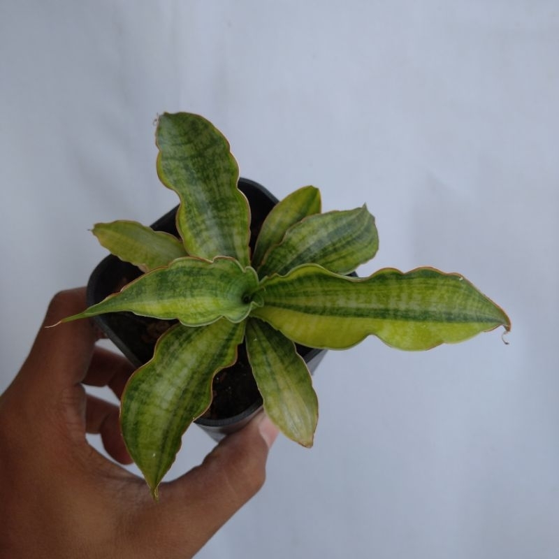 sansevieria macrophylla x cordova variegata (big)