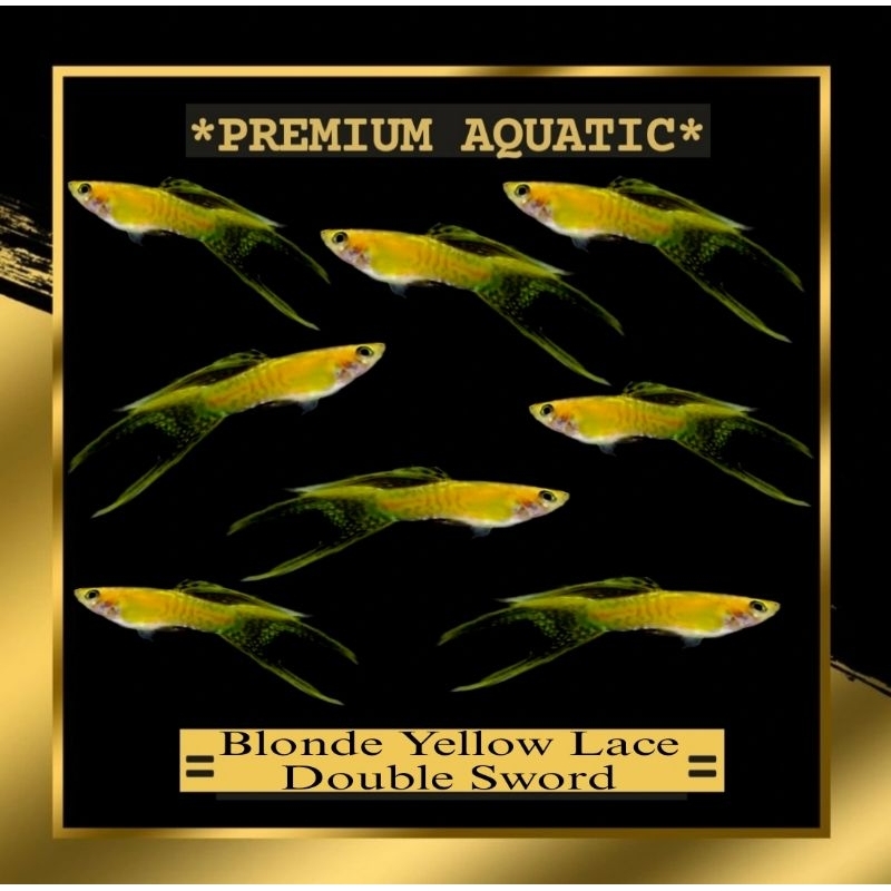 Guppy Blonde Yellow Lace Double sword sepasang hiasan akuarium