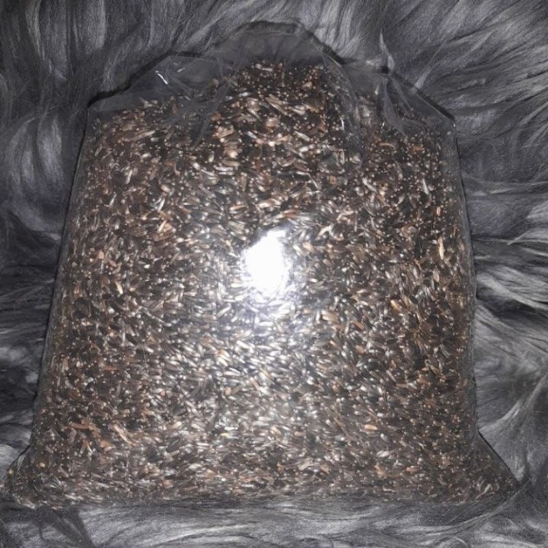 niger seed 1kg untuk pakan burung.