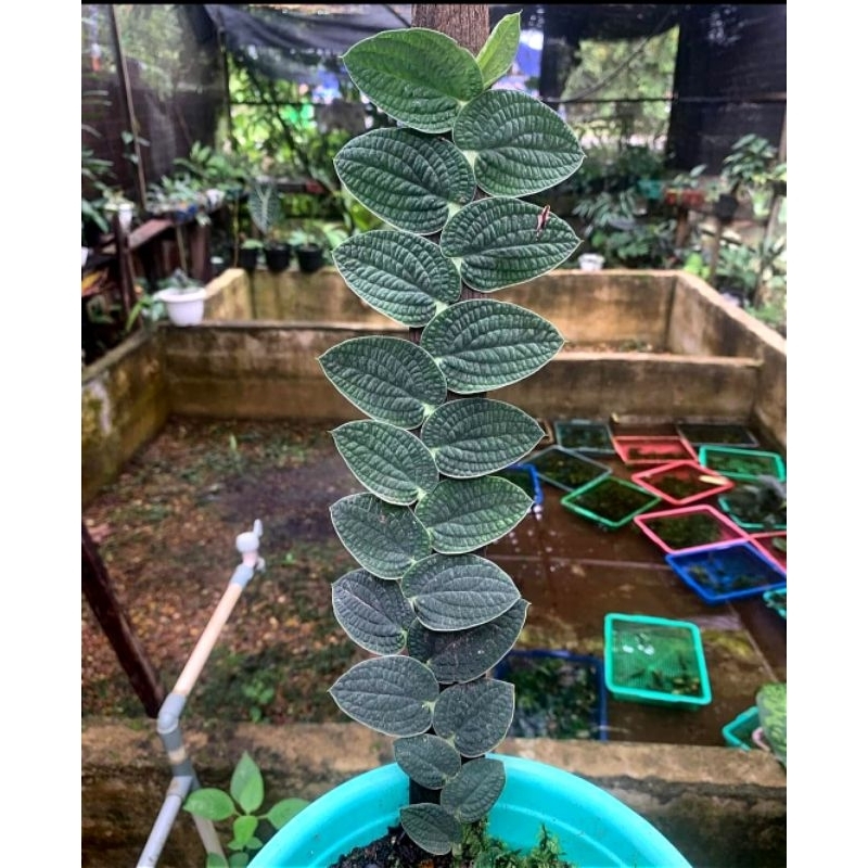 Scindapsus tenuis merambat