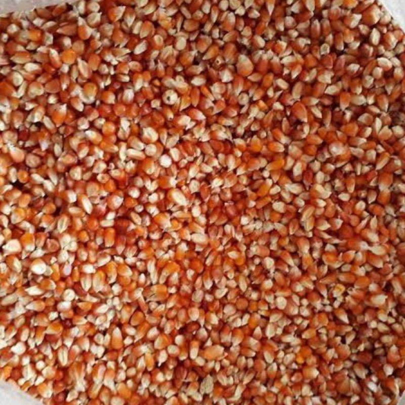 Jagung Kristal Jagung Kecil Pakan Burung Merpati Derkuku Puter 1 Kg