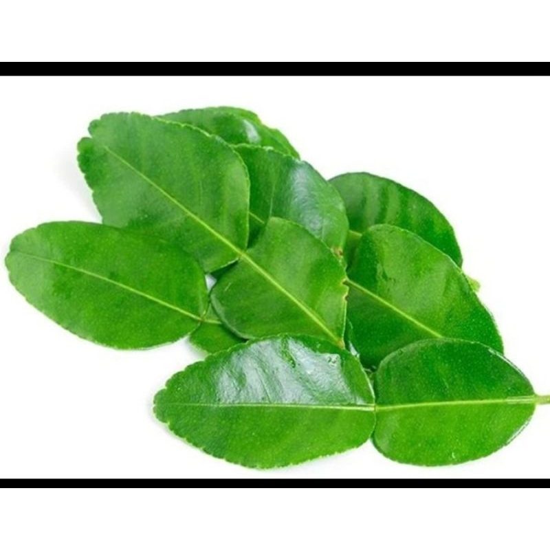 

Daun Jeruk Purut, Daun Salam, Daun Kunyit, Daun Pandan