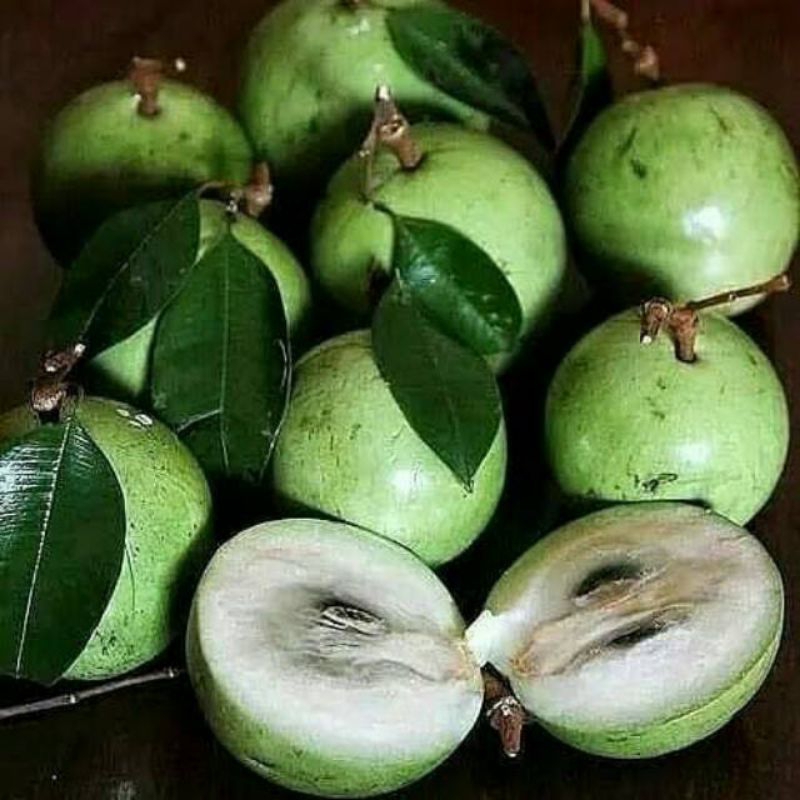 

Buah kenitu/sawo hijou/sawo susu 500 gram