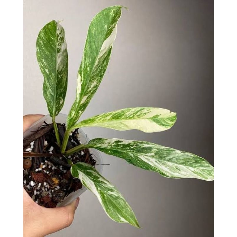 Tanaman Hias Rhaphidophora Megasperma Varigata Mint Mewah