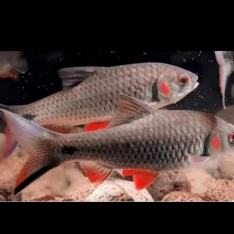 

PROMO sticker DERBANG PIPI MERAH 9-12CM