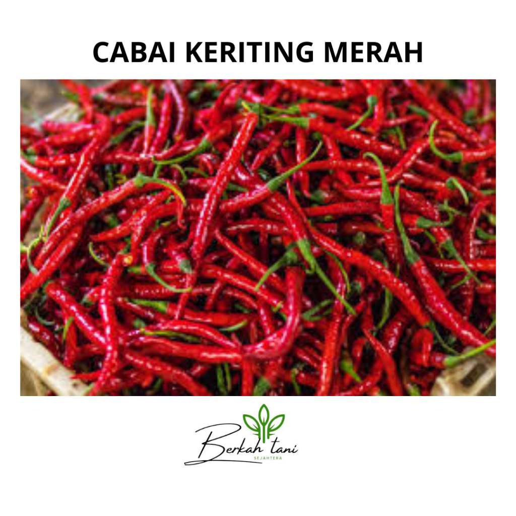 

CABAI KERITING MERAH 250 GRAM