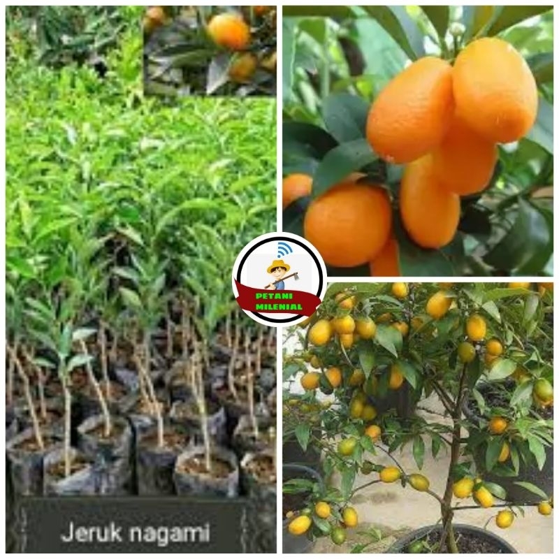 

BIBIT JERUK NAGAMI ASLI