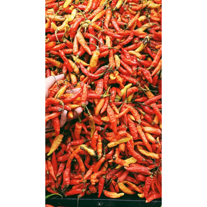 

Cabe rawit merah