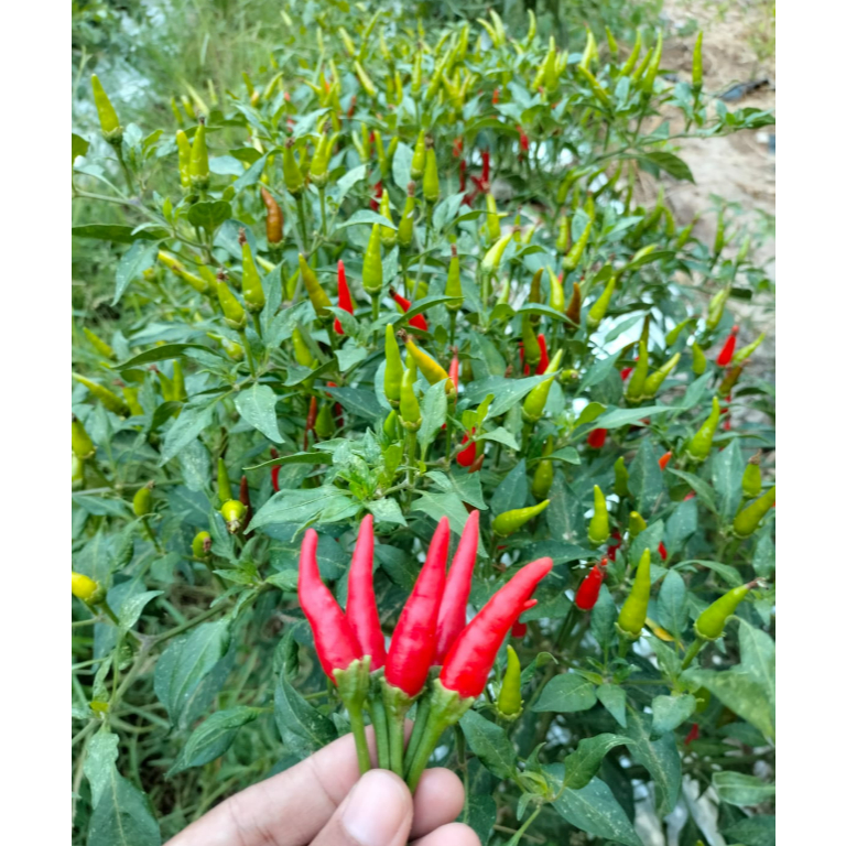 ID BENIH CABE RAWIT TEGAK F1 CENTIL 100 SEED KNOWN YOU SEED