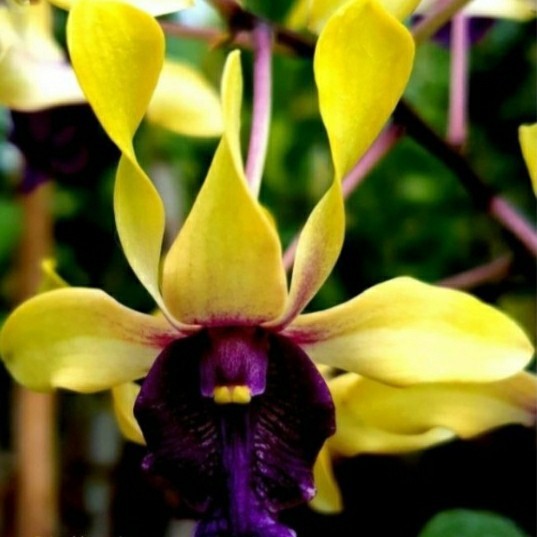 Anggrek dendrobium Imelda Marina masagung