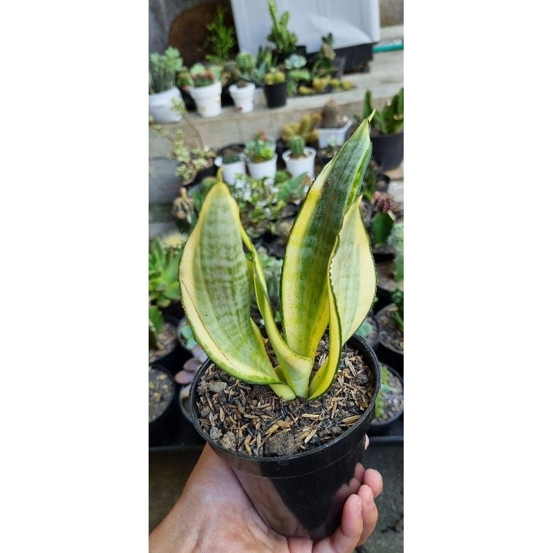 Sansivera Sansiviera Golden Asahi Tanaman hias Lidah Mertua Murah