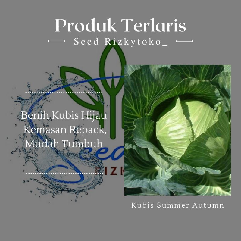 Bibit/benih kubis hijau summer autumn 10biji repacking
