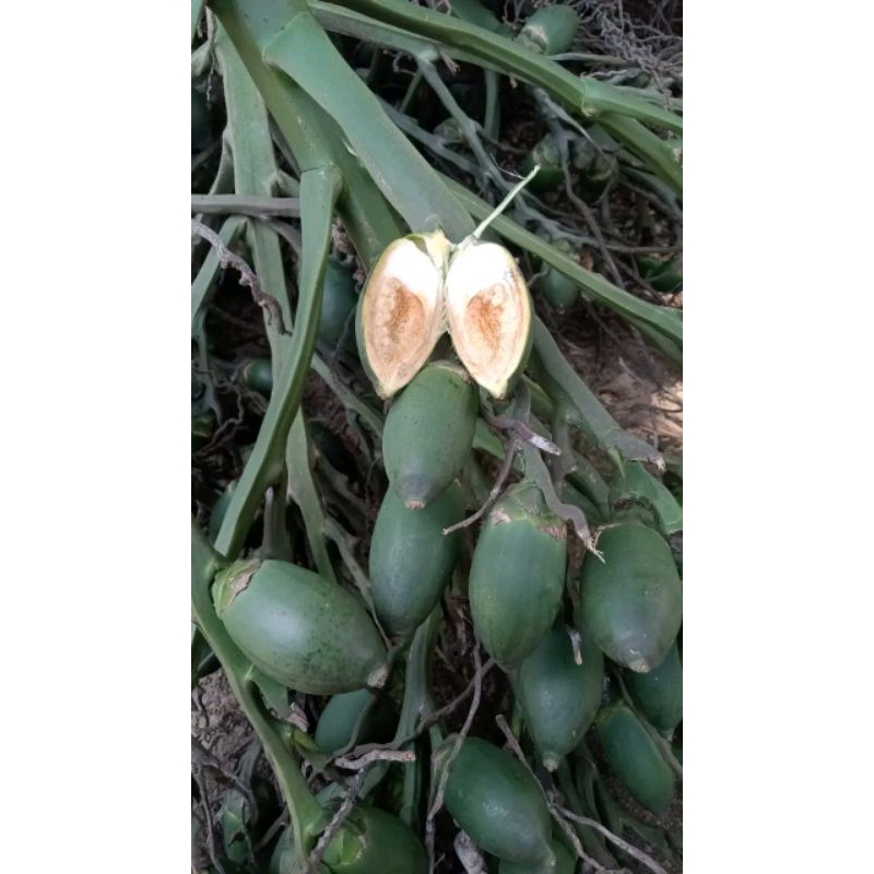 

Pinang Muda || Pinang Jus 1 kg