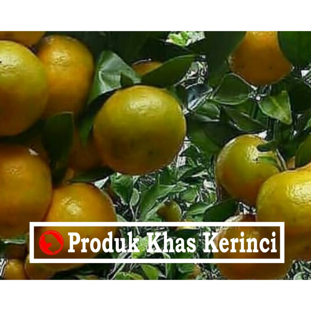 

Jeruk Madu Kualitas Super Khas Kerinci - Jambi