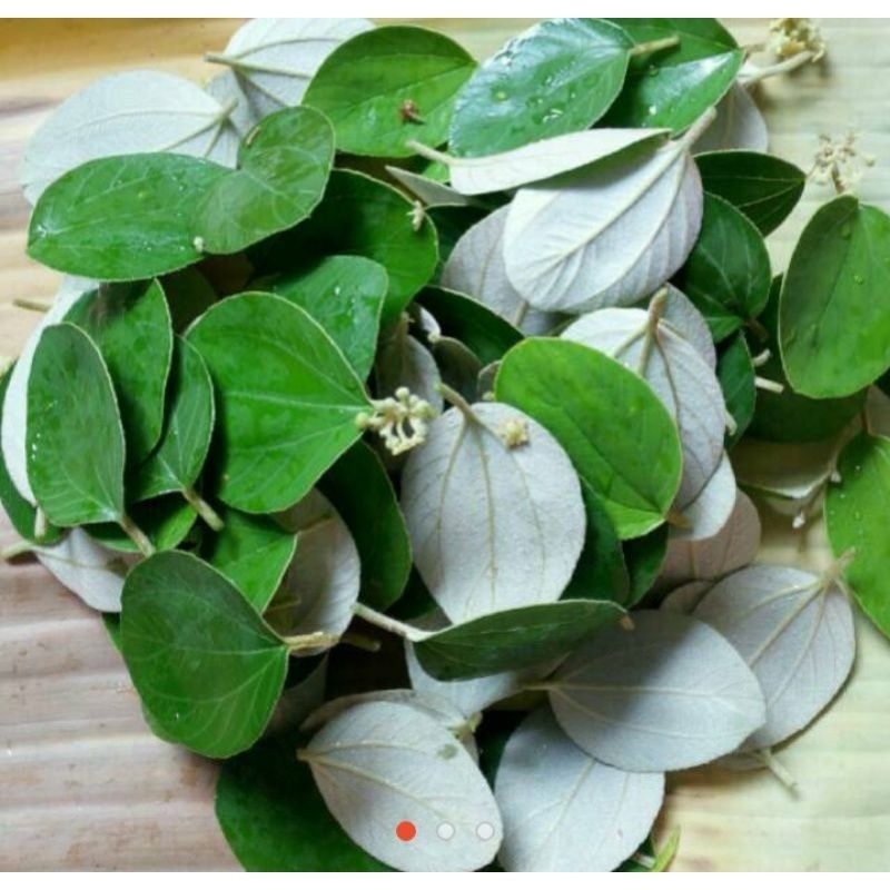 

Daun bidara segar isi 100 biji