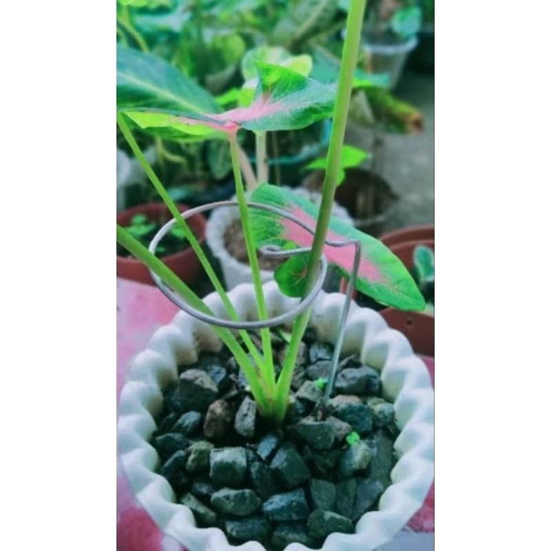 penyangga tanaman/besi/6mm