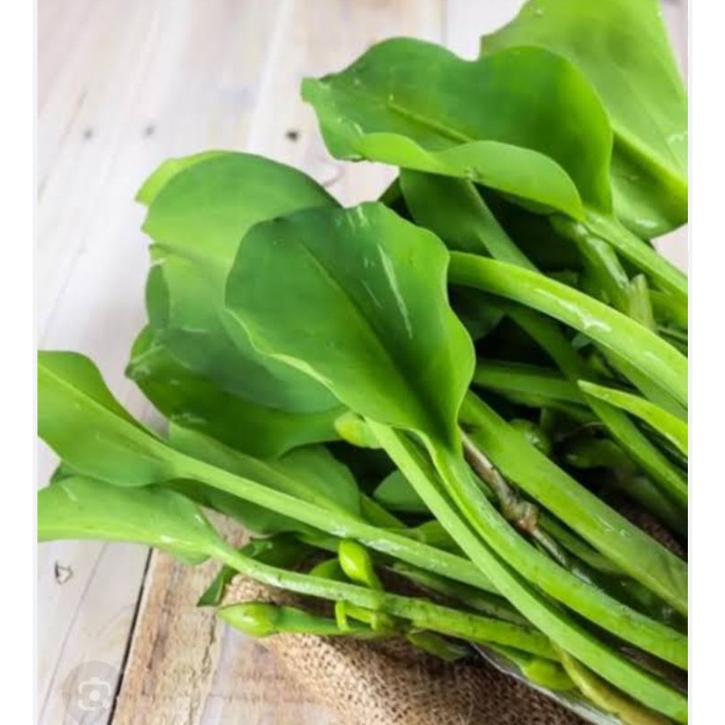 20 Biji Benih Genjer